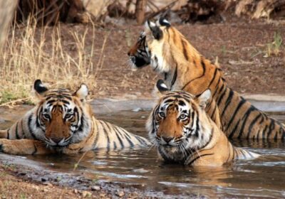 Taj Mahal Sunrise Tour With Ranthambore Tiger Safari – All Inclusive