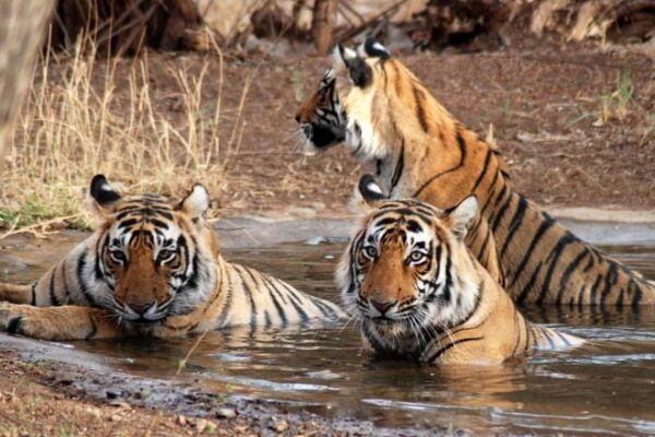 Taj Mahal Sunrise Tour With Ranthambore Tiger Safari – All Inclusive
