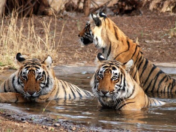 Taj Mahal Sunrise Tour With Ranthambore Tiger Safari – All Inclusive