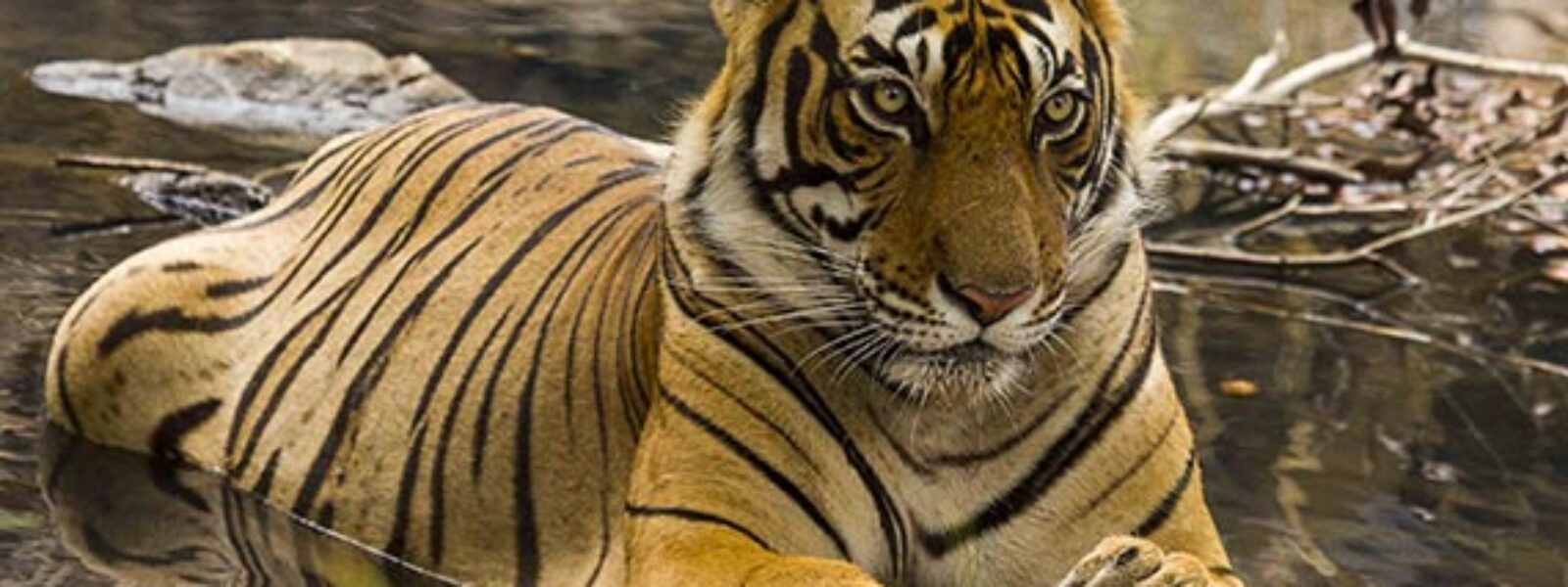 Ranthambore