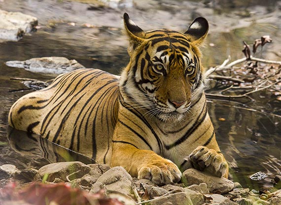 Ranthambore